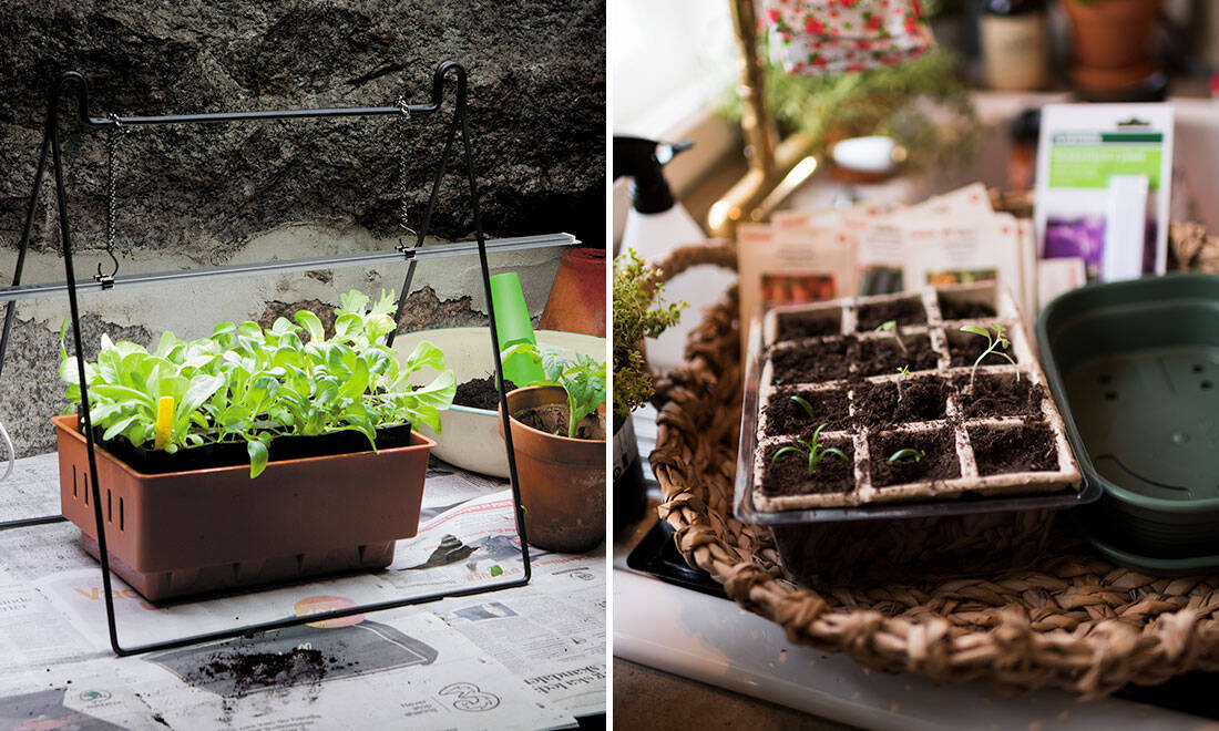 Så lyckas du med inomhusodlingen i vinter – 4 tips