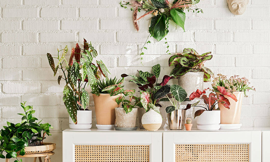 Här är vårens trendigaste växter