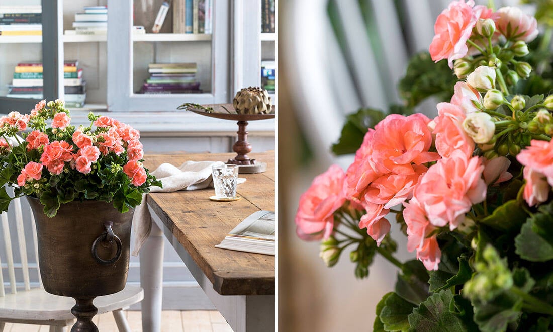 Här är årets pelargon 2021 – och så sköter du den