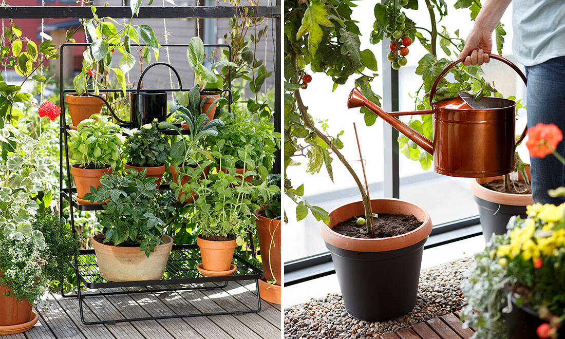 Odla ätbart på balkongen – 7 smarta tips