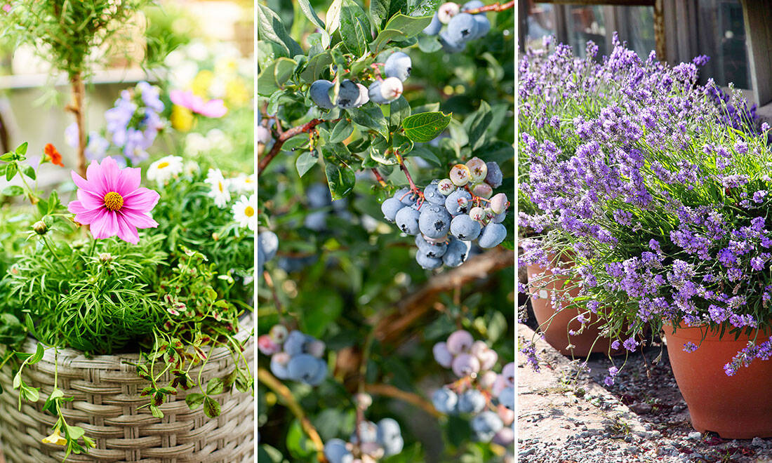 10 pollineringsvänliga växter att satsa på i sommar