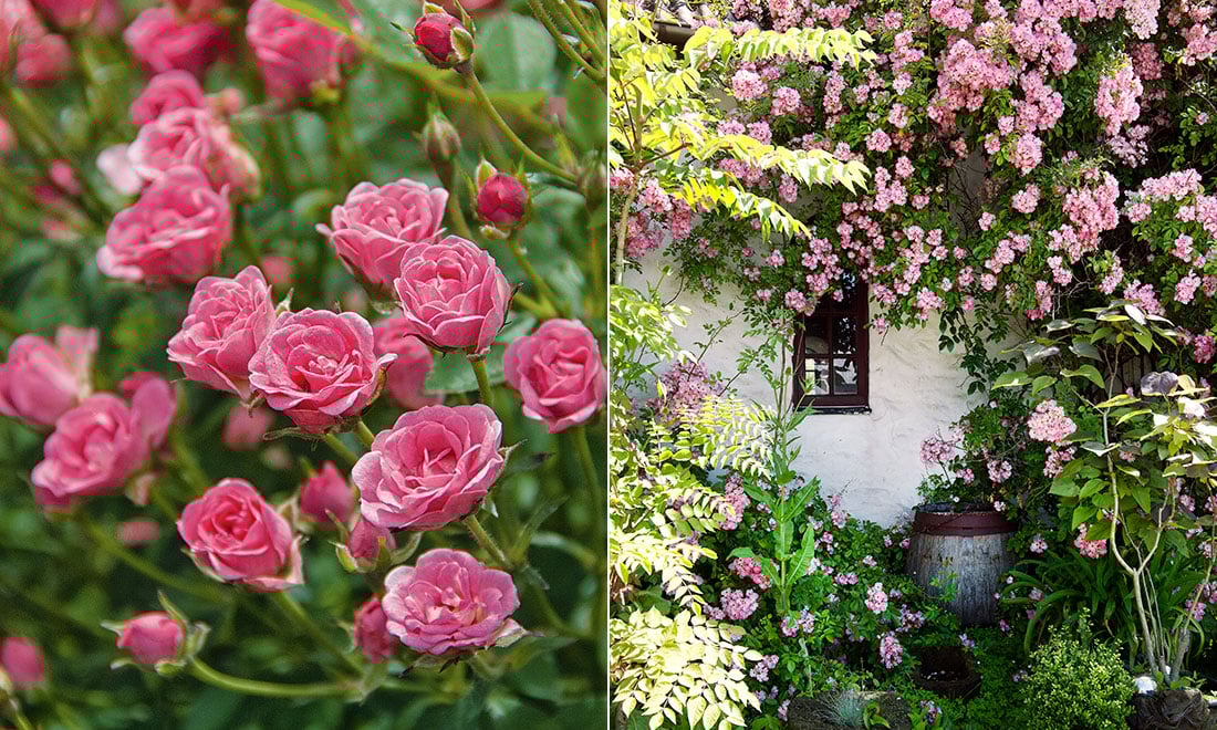 Så lyckas du med rosorna – 9 skötseltips