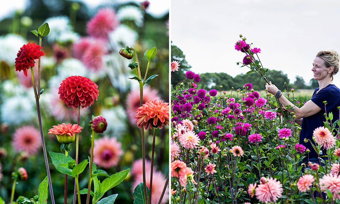 Här kan du plocka snittblommor i sommar – från norr till söder