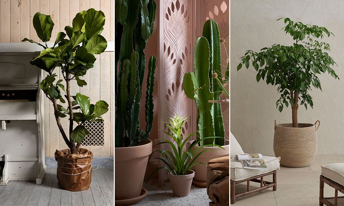 8 stora växter att inreda med inomhus