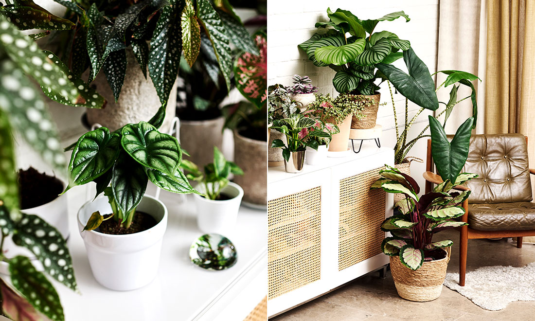 5 stora växttrender inomhus just nu