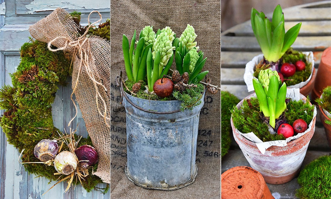 Allt du behöver veta för att lyckas med hyacinter