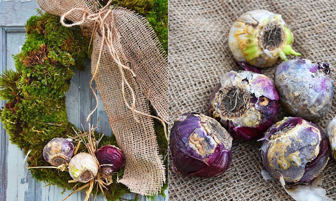 Hyacinten – så här ger du julblomman flera liv!