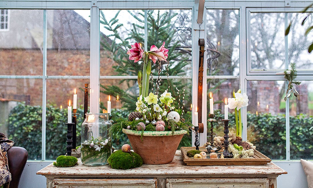 Lyckas med amaryllis – här är Karl Fredriks bästa tips!