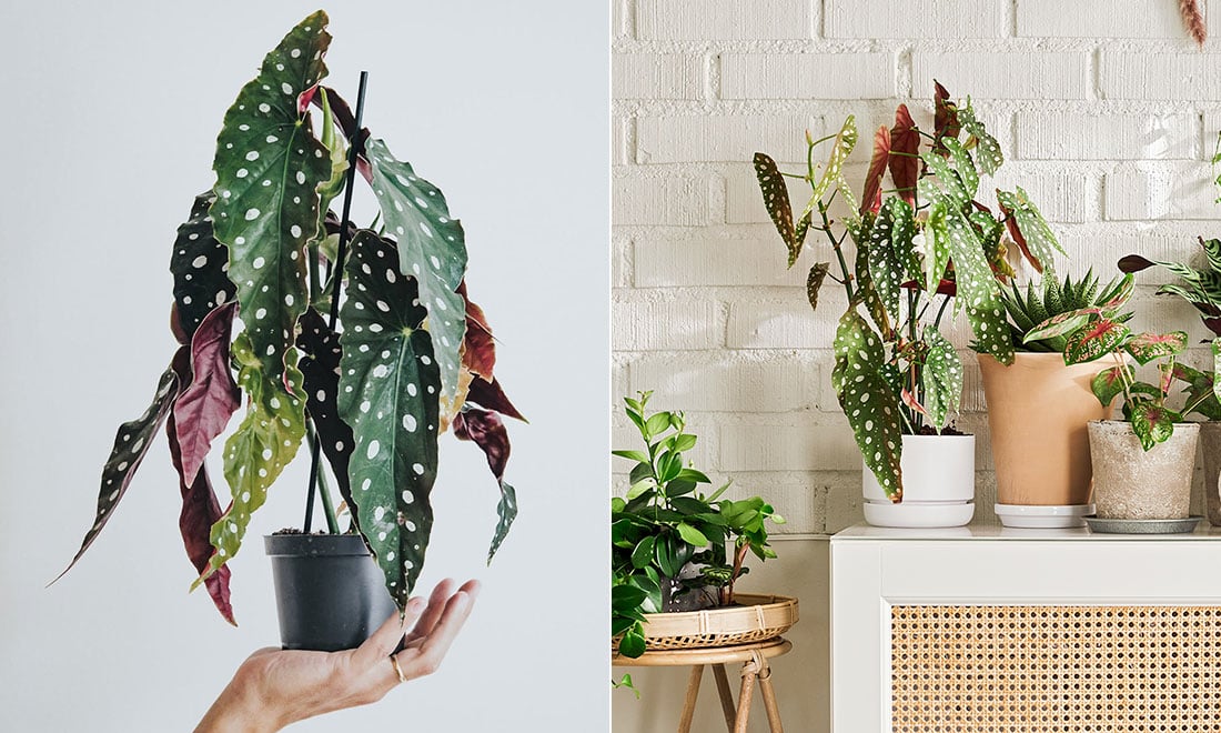 Så lyckas du med forellbegonia – 5 viktiga skötselråd