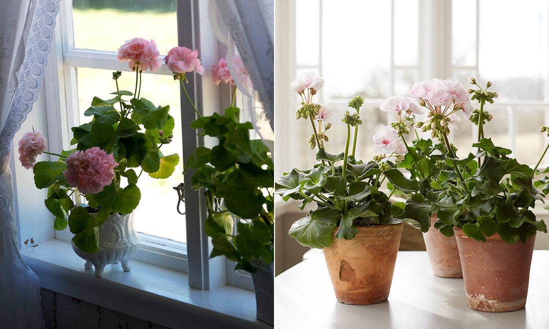 Så lyckas du med Mårbackapelargon – 6 viktiga skötselråd