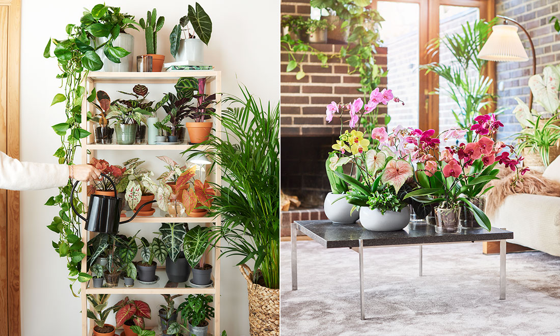 Här är trendigaste inomhusväxterna 2022