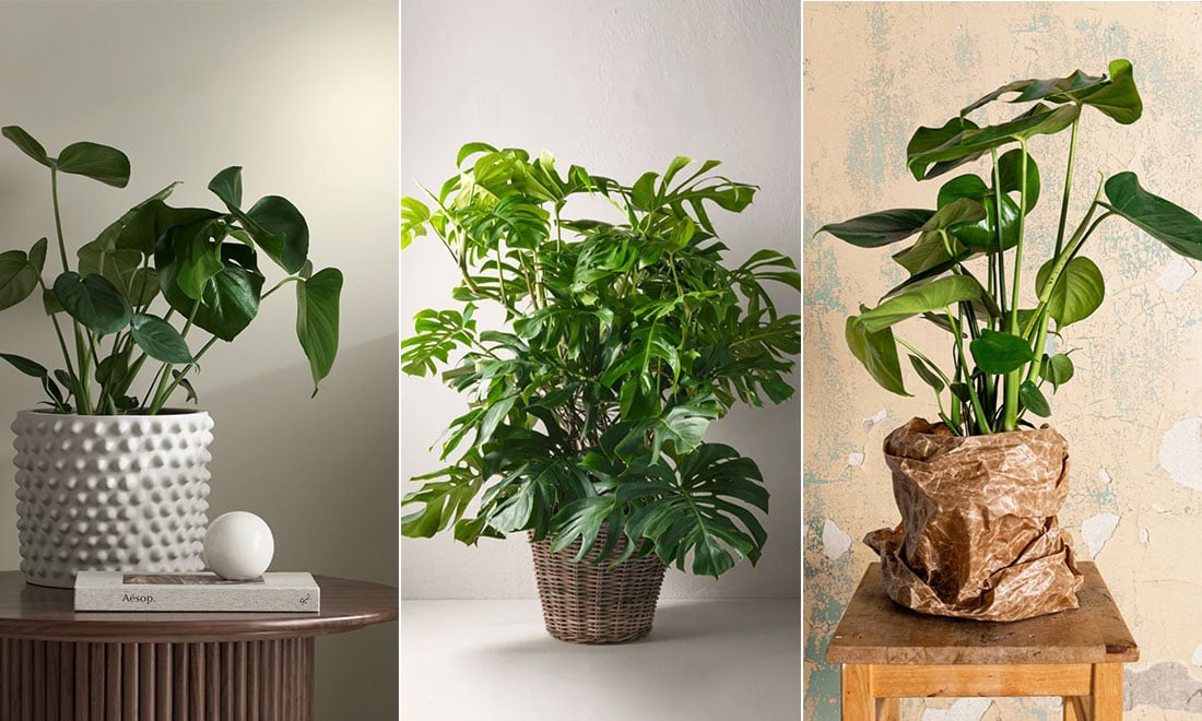 Lyckas med Monstera – 5 viktiga skötseltips