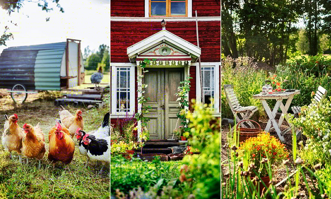 Hållbar grönsaksodling i Dalarna  – kika in i trädgårdsidyllen