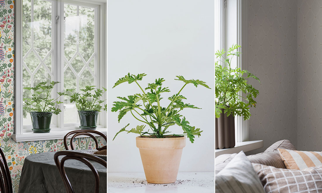 Lyckas med doftpelargonen Dr Westerlund – 5 viktiga skötseltips