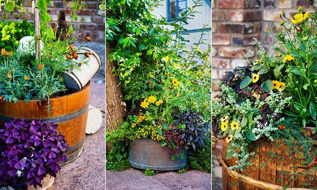 Så lyckas du med sommarens planteringar