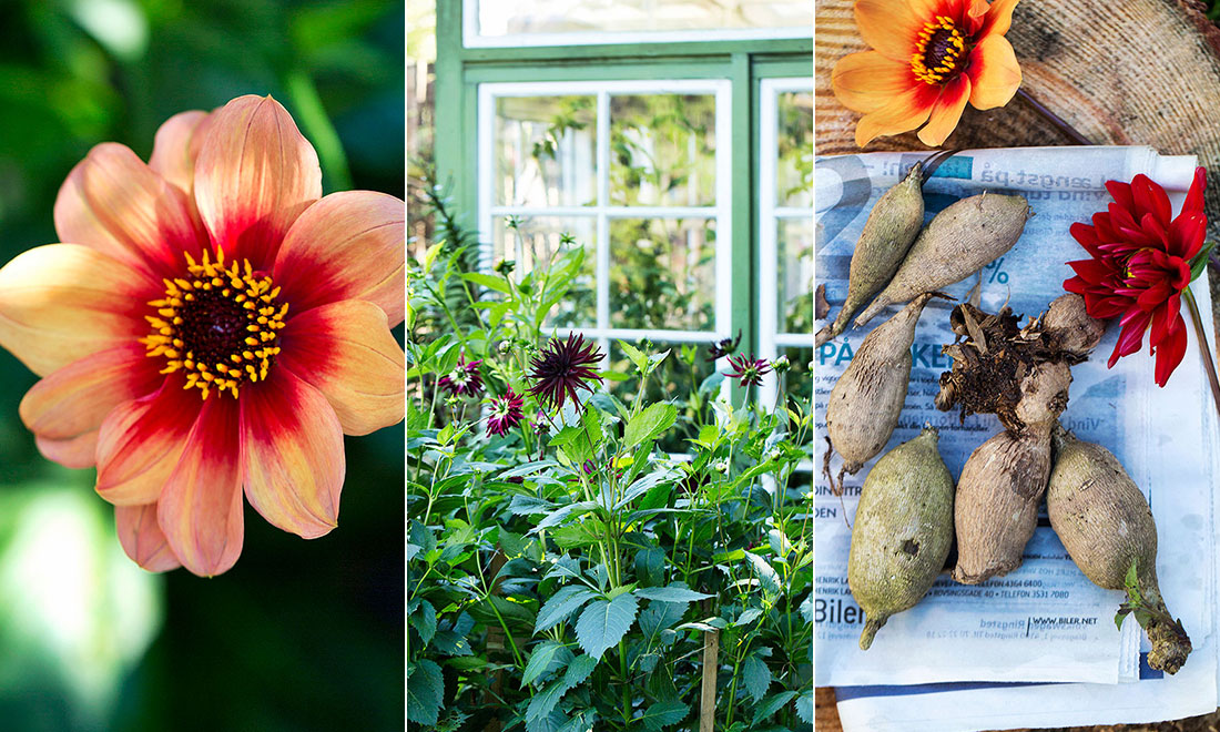 Allt du vill veta om dahlia – övervintring, plantering och skötsel