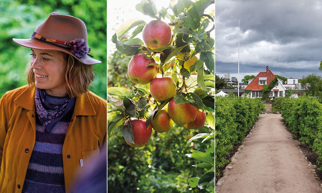 Stora Trädgårdsdagen 2022 – experternas bästa tips