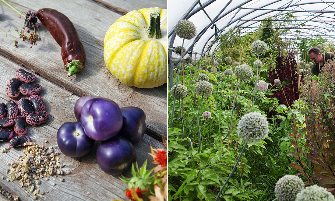 Bli självförsörjande på grönsaker – här är 12 smarta tips!