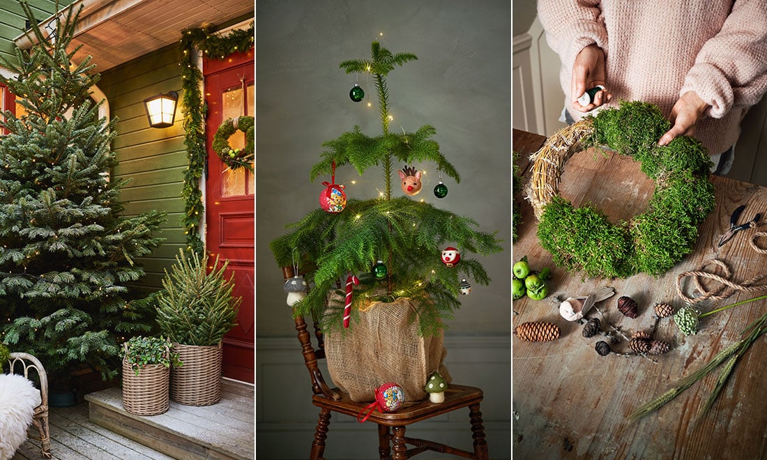 5 stora växttrender julen 2022