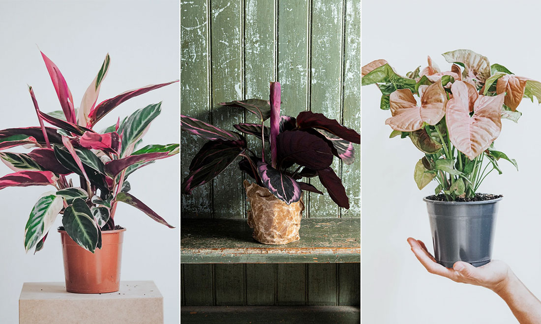 6 fina växter att inreda med – som inte bara är gröna