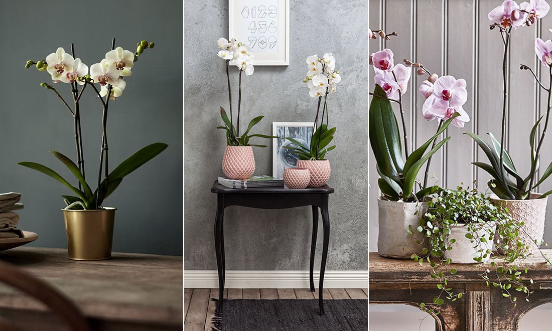 Så lyckas du med dina orkidéer – 5 skötseltips