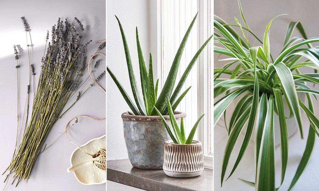 Här är växterna att ha i sovrummet – för bättre sömn