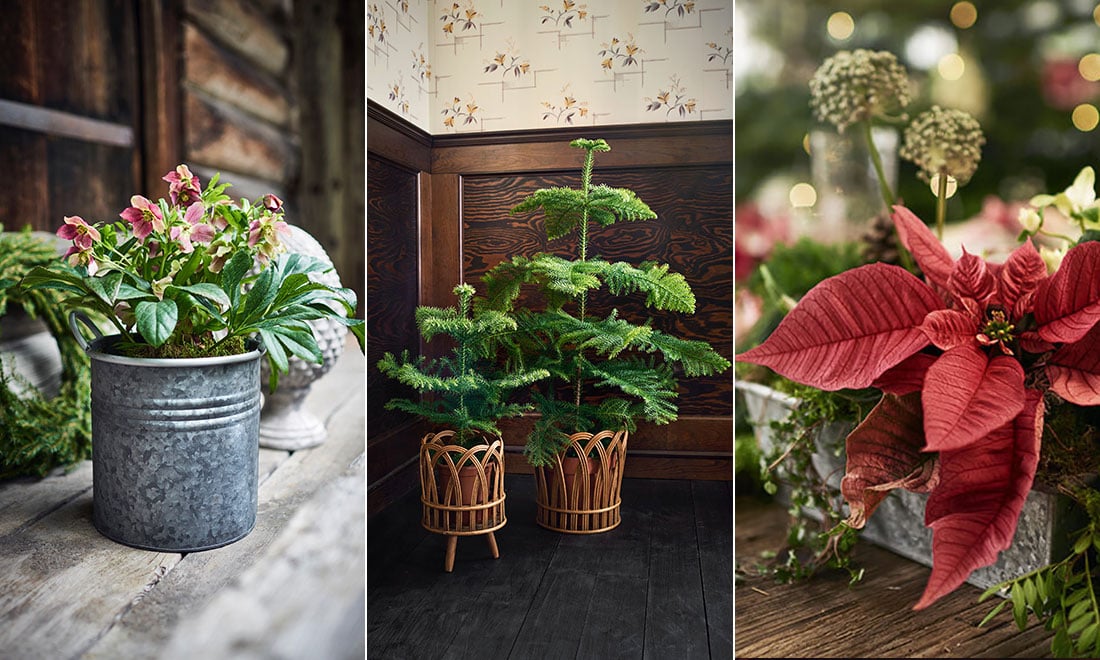 Här är julens mest populära växter – platsar din favorit på listan?
