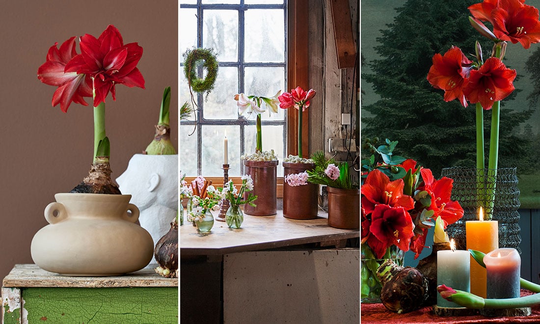 Så lyckas du med amaryllis i kruka – 5 viktiga skötseltips