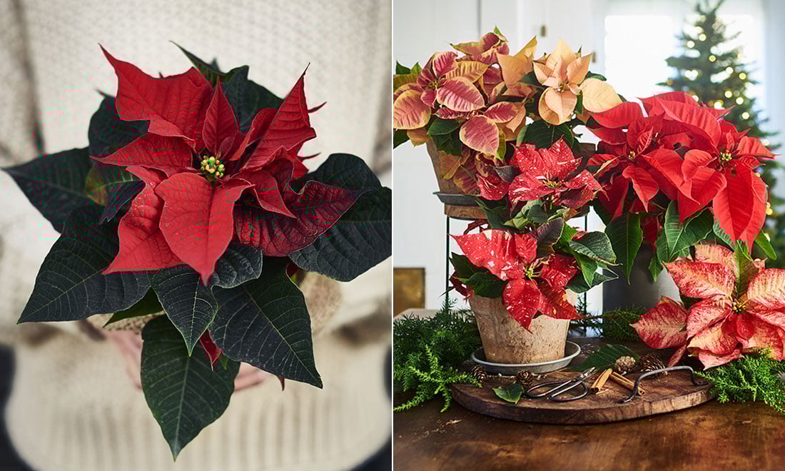 5 vanliga missar med julstjärnor – och hur du kan undvika dem