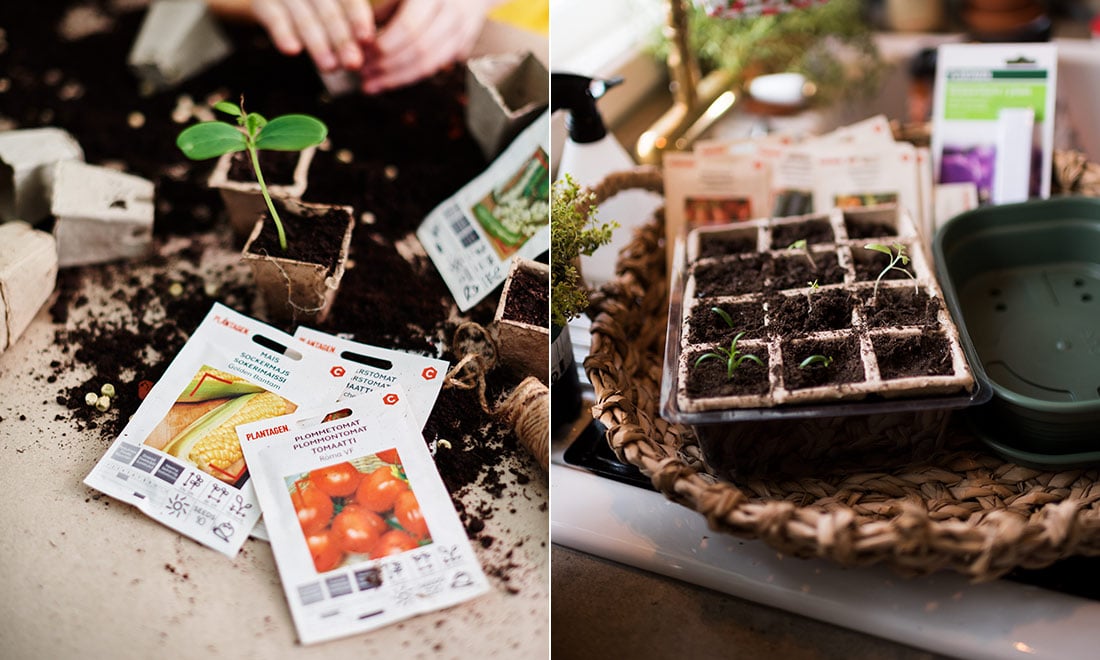 Så lyckas du med förodlingen – steg för steg