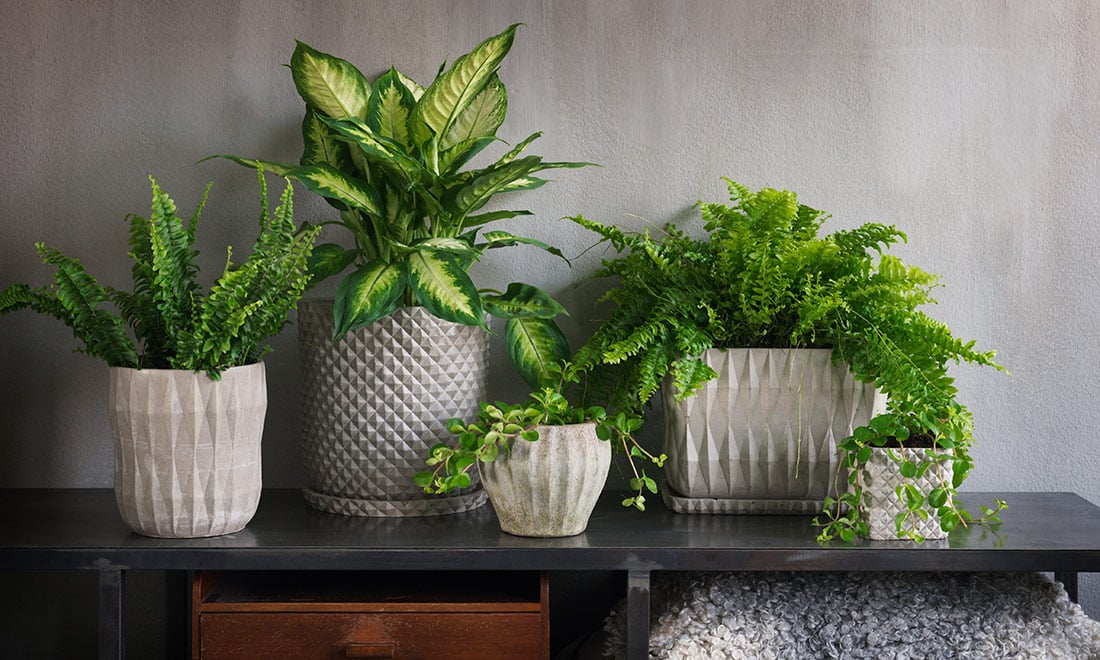 10 enkla husmorsknep som får växterna att trivas