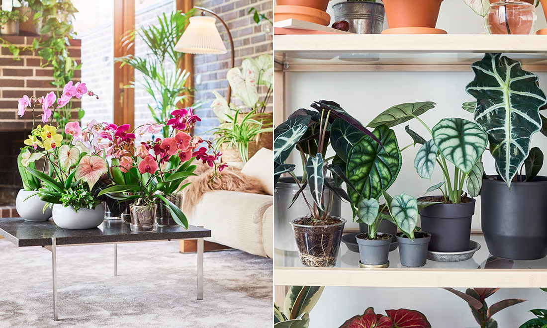 8 stora växttrender 2023