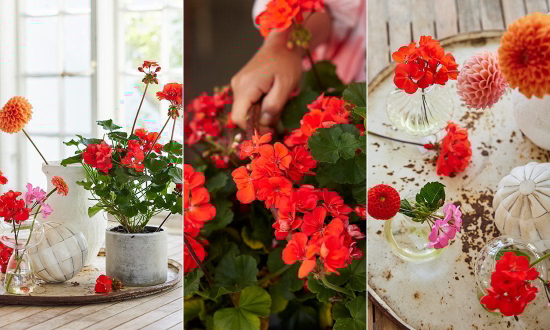 Här är årets pelargon 2023 – och så sköter du den