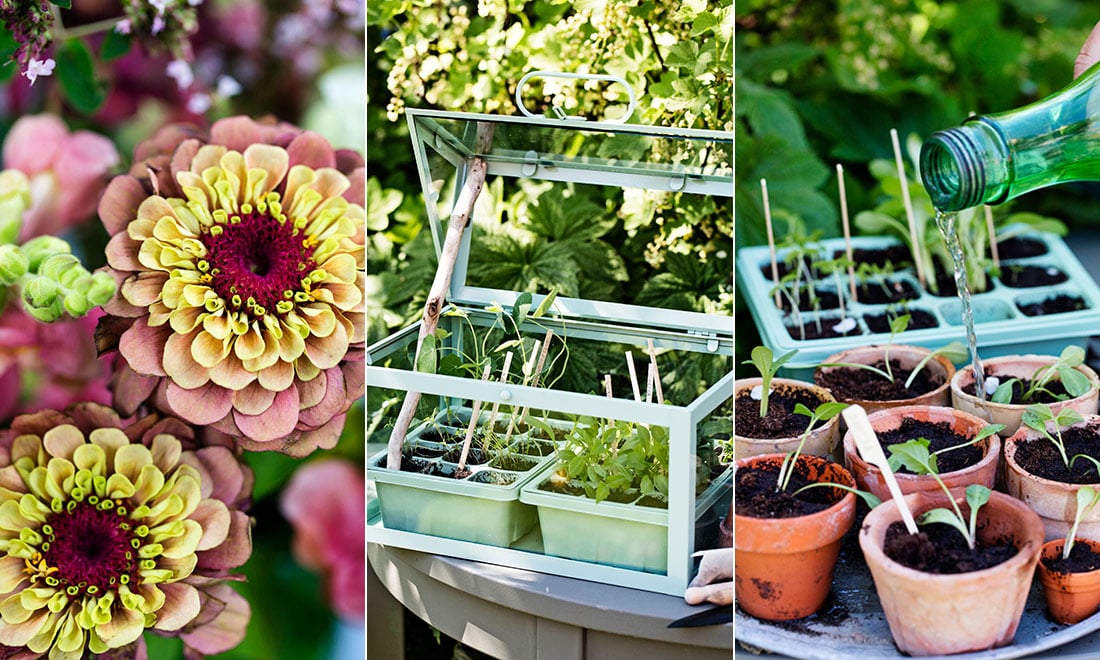 Så förkultiverar du sommarens blommor – 7 viktiga tips