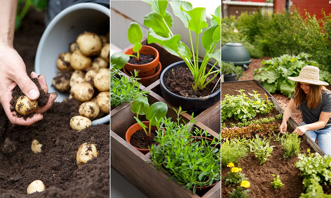 Så lyckas du med en grönskande köksträdgård – 5 enkla tips
