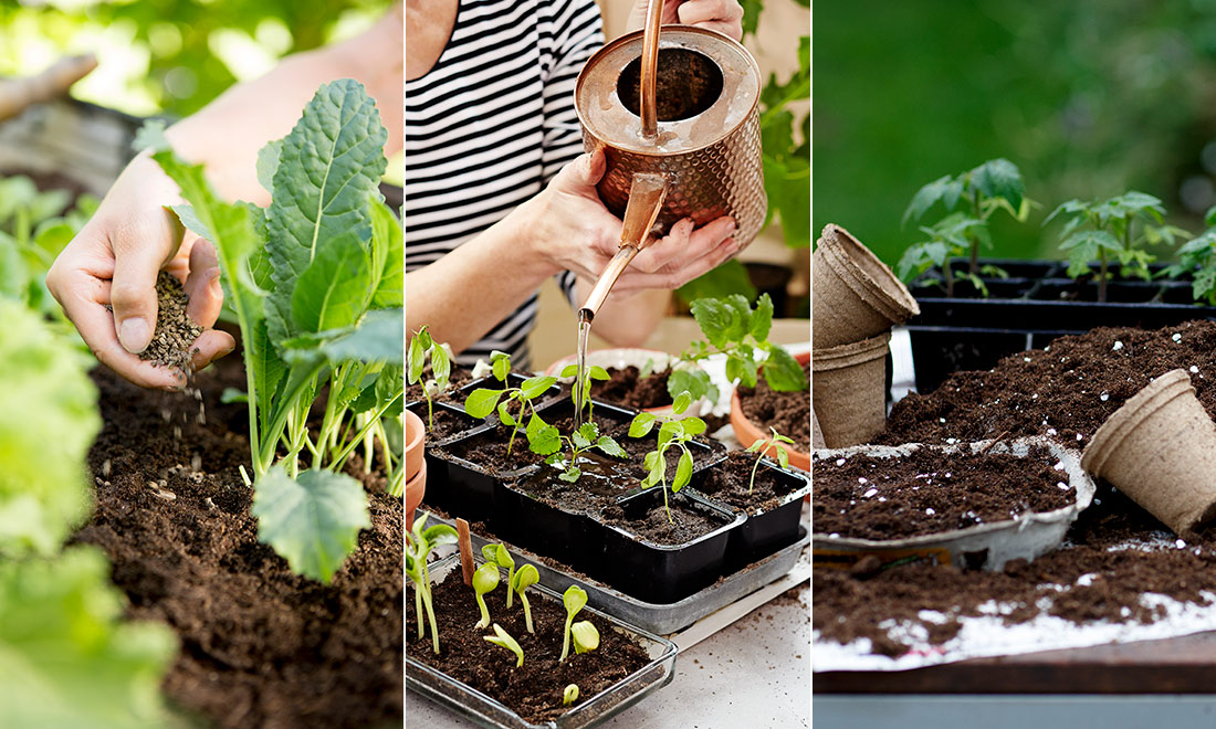 Det här odlar vi helst sommaren 2023