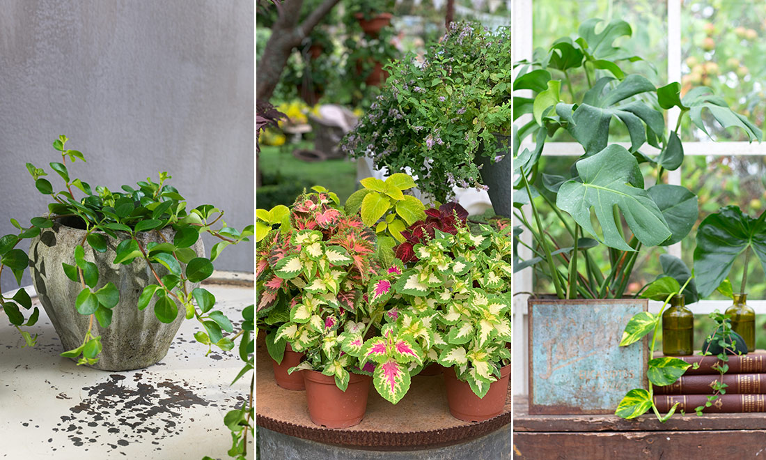 Plantera om dina krukväxter inför våren – 6 smarta tips