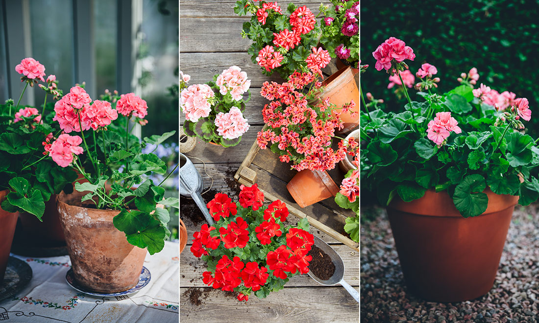 Så lyckas du med dina pelargoner – 7 viktiga tips