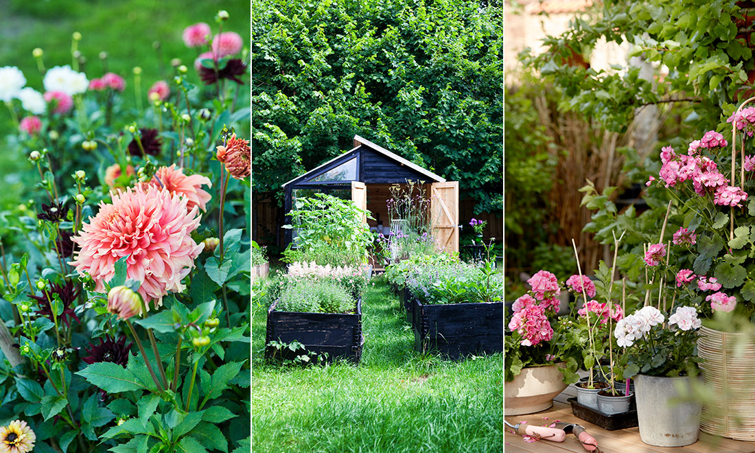 Så skyddar du trädgården mot mördarsniglar – 12 tips