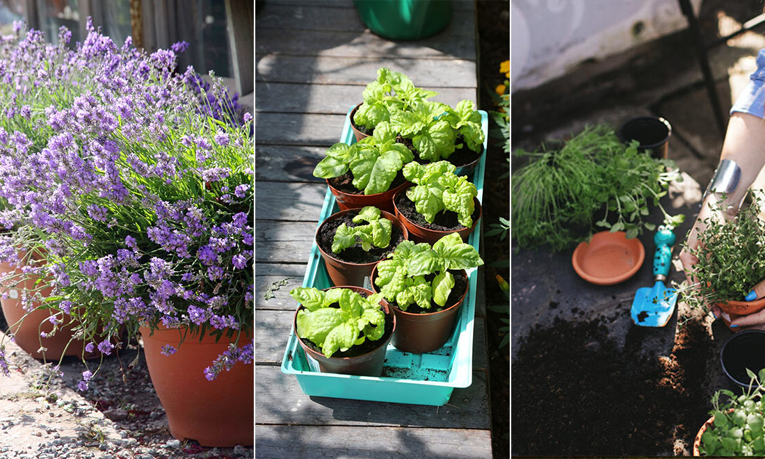 10 lättodlade kryddväxter för trädgården och balkongen