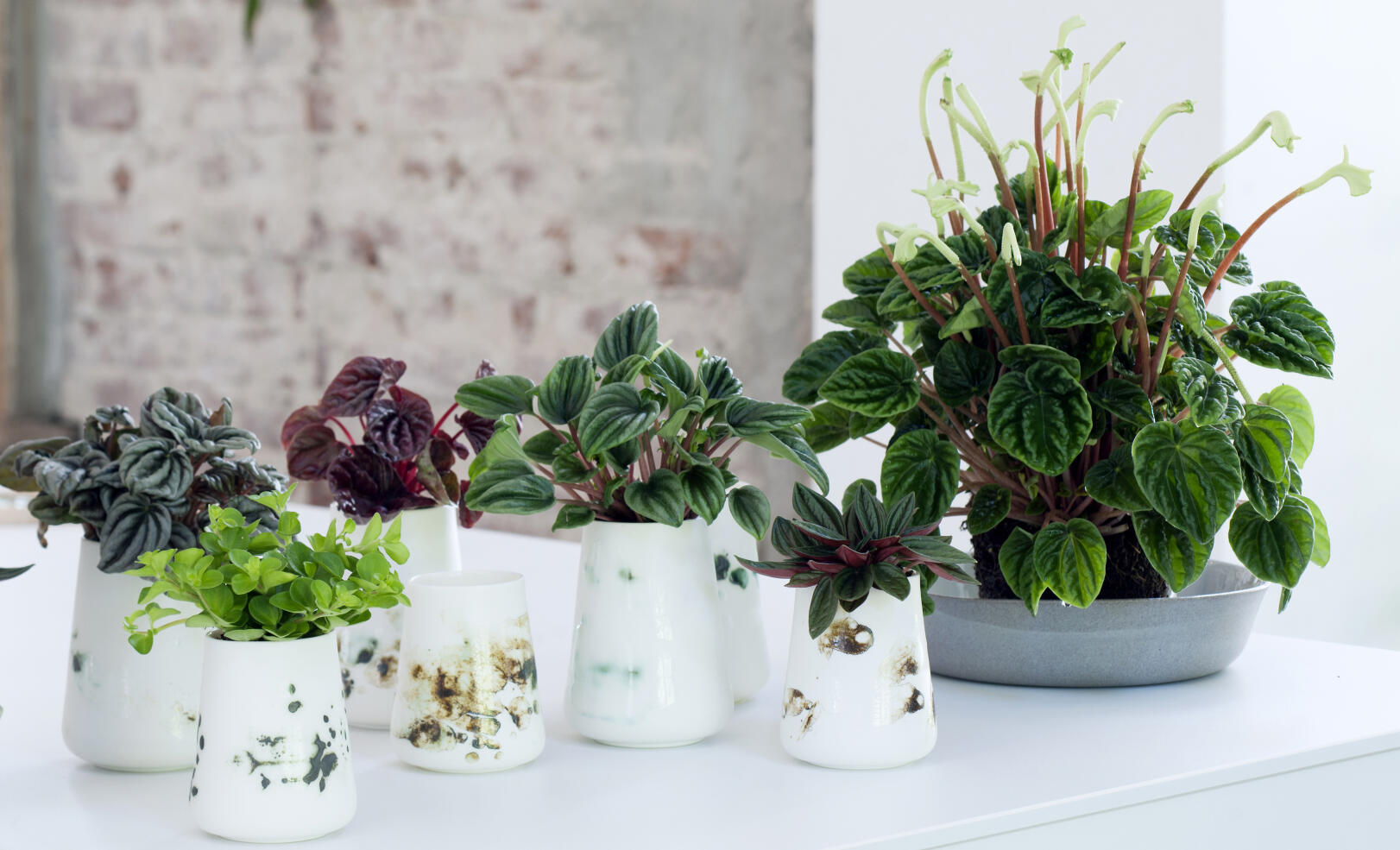 10 lättskötta växter som alla kan lyckas med