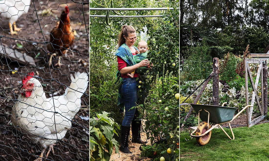 Så blir du självförsörjande – inspireras av Signes välplanerade odlingsträdgård