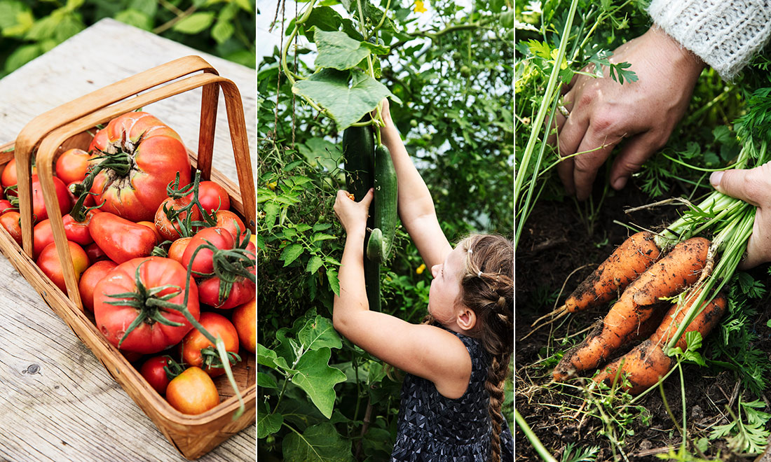 Trädgårdskalender – från sådd och plantering till skörd