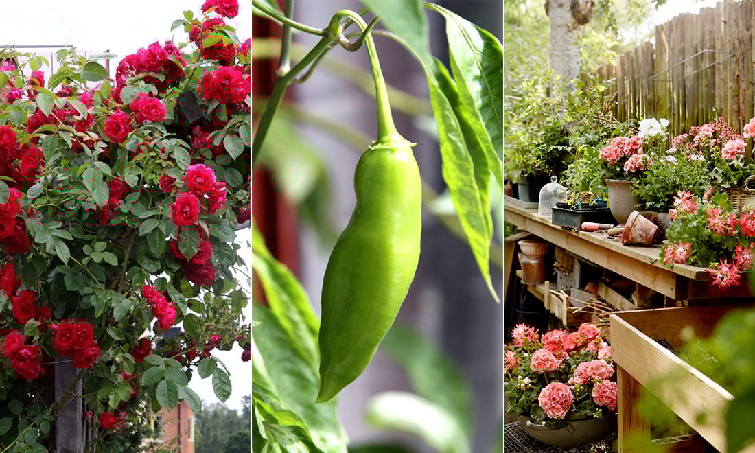 Experten svarar på 15 vanliga frågor om vårträdgården