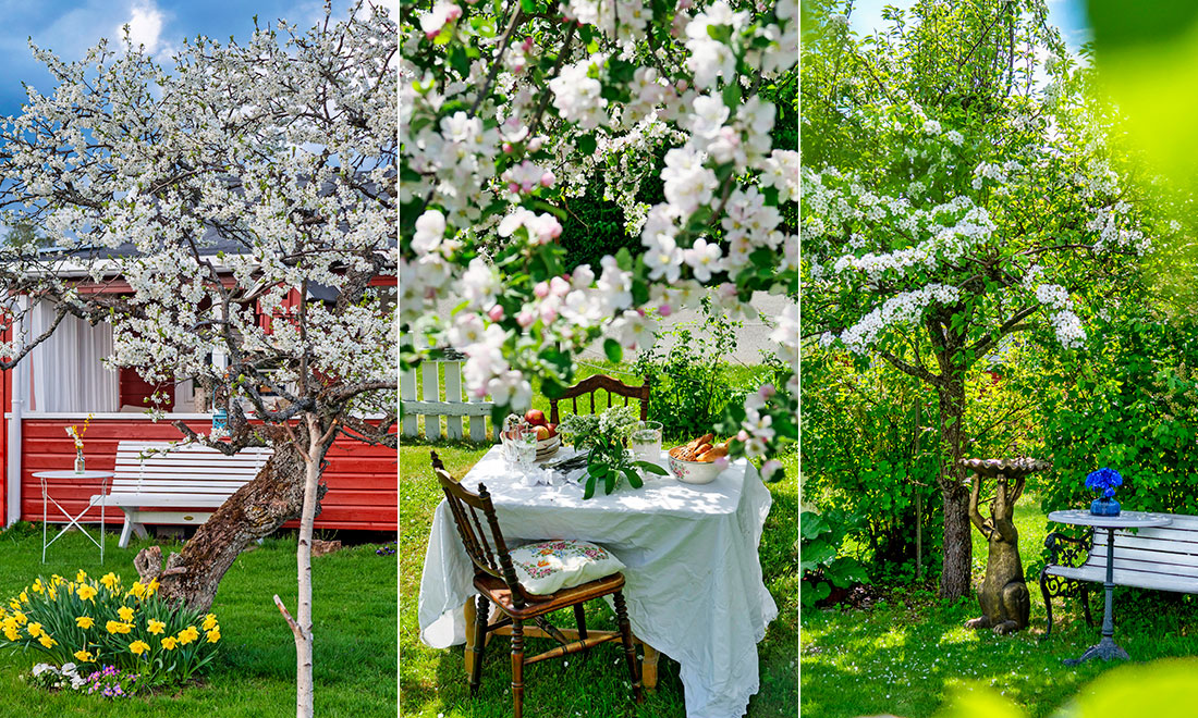 Så beskär du dina äppelträd och andra fruktträd – 11 viktiga tips