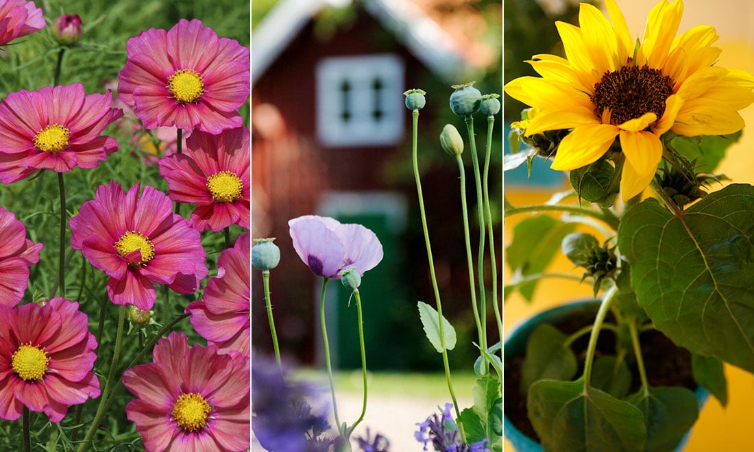7 blommor du hinner så nu – för en blomstrande sensommar