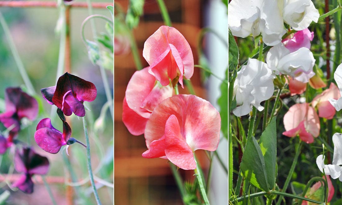 Väldoftande luktärter – 20 vackra sorter vi gärna vill ha i trädgården