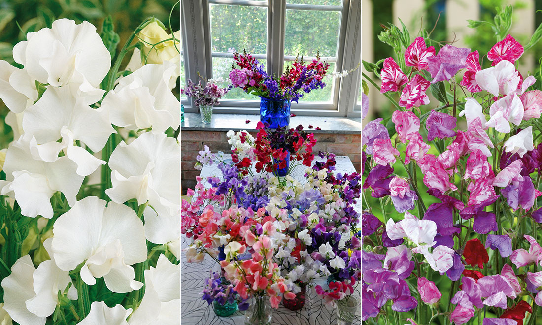 Så lyckas du med luktärter – odlingstips och viktiga skötselråd