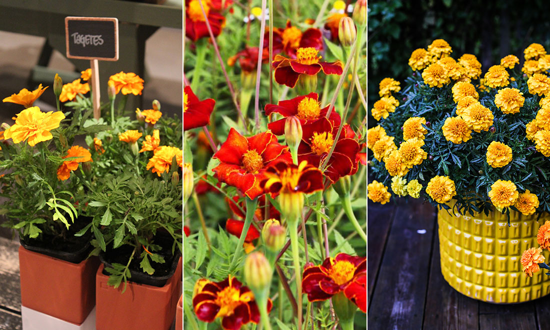 Allt du behöver veta för att lyckas med tagetes – skötsel, odling och olika sorter
