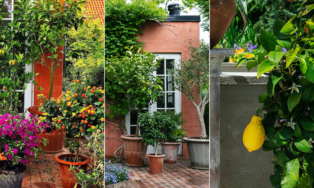 7 medelhavsväxter du kan ha i din trädgård – smarta odlingstips och expertråd